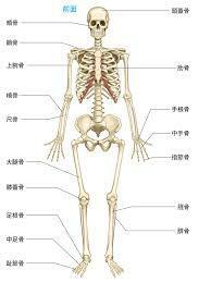 橈骨全身骨格